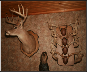 IronWood Deer Hunting | 200+ Class Trophy White Tail Deer with no reservation on Size* 