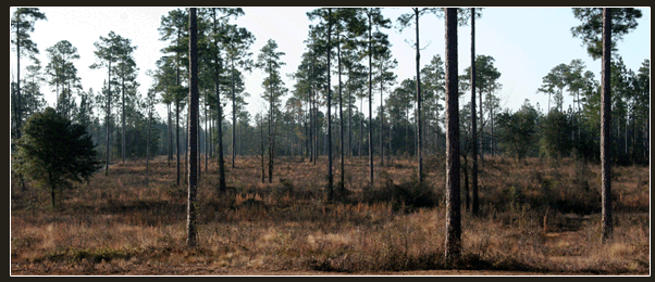 Iron-Wood Preserve Hunts | Private Quail & Deer Hunting on 5,000 Acres North Florida’s Suwannee Country 