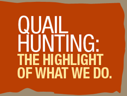 Quail Hunting: The Highlight of what we do... 